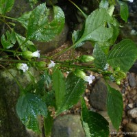 Strobilanthes lupulina Nees